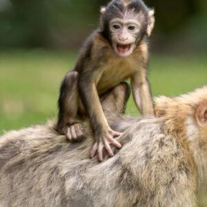 Cidade japonesa registra ataques de macacos em série