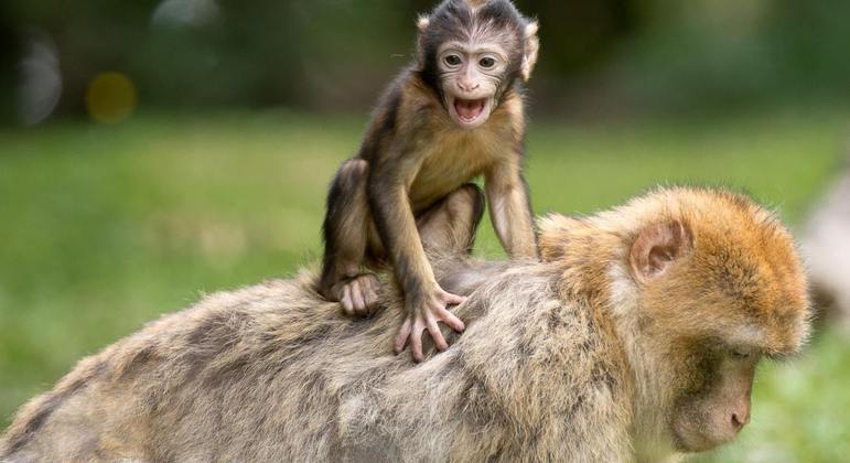 Cidade japonesa registra ataques de macacos em série