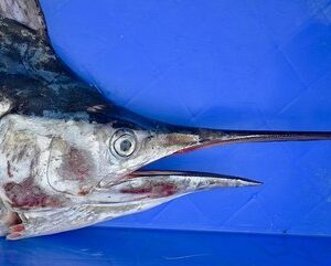 Peixe-vela salta da água e perfura virilha de mulher na Flórida