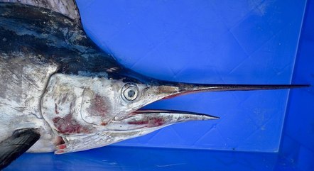 Peixe-vela salta da água e perfura virilha de mulher na Flórida